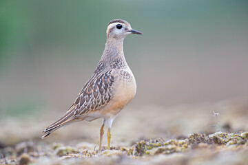 A juvenile Eurasian dotterel (Charadrius morinellus) foraging through the heather of the Netherlands. 