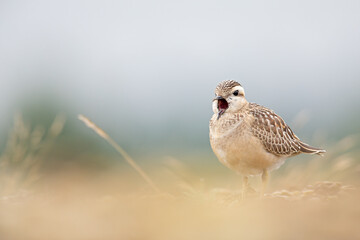 A juvenile Eurasian dotterel (Charadrius morinellus) yawning in the heather of the Netherlands.