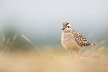 A juvenile Eurasian dotterel (Charadrius morinellus) foraging through the heather of the Netherlands. 