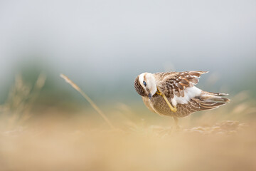 A juvenile Eurasian dotterel (Charadrius morinellus) stretching and preening in the heather of the Netherlands.