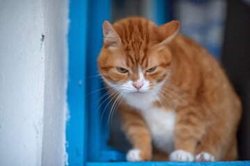 A ginger cat sits in an open wooden window.