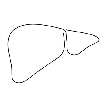 black outline liver anatomy clip art preview