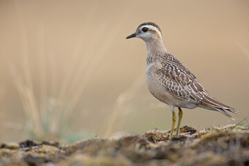 A juvenile Eurasian dotterel (Charadrius morinellus) foraging through the heather of the Netherlands. 