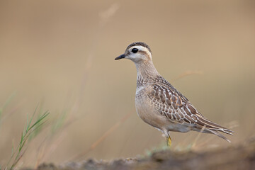 A juvenile Eurasian dotterel (Charadrius morinellus) foraging through the heather of the Netherlands. 