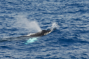 Very rare (for the Mediterranean Sea) family (mother and son) of Humpback whale in Ligurian sea, in front of Genoa, Italy	