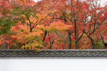 idyllic landscape of Kyoto, Japan in autumn season