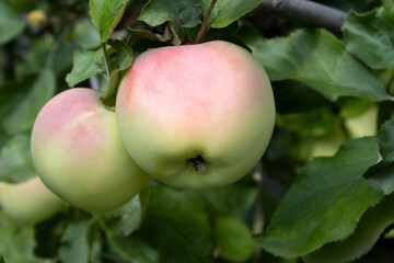 Ripe apples close-up on a branch