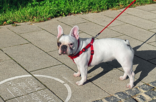 French Bulldog in park next to inscription "Maintain distance of at least 1.5 meters" during coronavirus pandemic (covid-19)