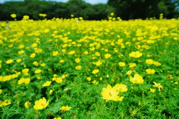 キバナコスモスの花畑