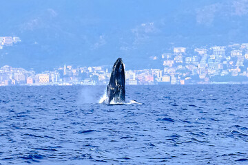 Fototapeta premium Very rare (for the Mediterranean Sea) Humpback whale jumping in Ligurian sea, in front of Genoa, Italy