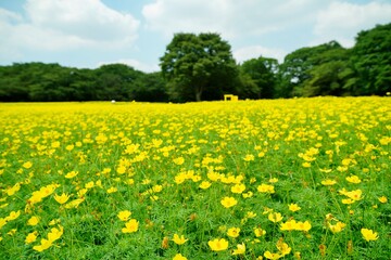 Fototapeta premium キバナコスモスの花畑