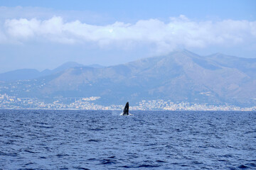 Naklejka premium Very rare (for the Mediterranean Sea) Humpback whale jumping in Ligurian sea, in front of Genoa, Italy