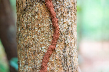 Termites nest with red clay on the bark of the tree.