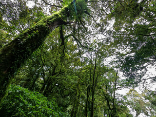 Fototapeta premium Trees in the forest Evergreen trees