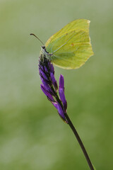 Butterfly Gonepteryx rhamni  in the early morning in a clearing among forest flowers