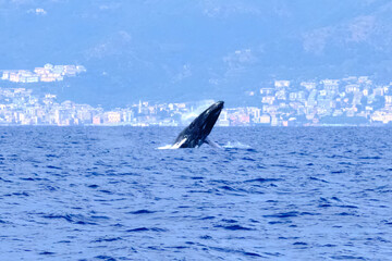 Fototapeta premium Very rare (for the Mediterranean Sea) Humpback whale jumping in Ligurian sea, in front of Genoa, Italy