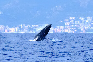 Very rare (for the Mediterranean Sea) Humpback whale jumping in Ligurian sea, in front of Genoa, Italy