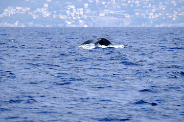Tail of a very rare (for the Mediterranean Sea) Humpback whale jumping in Ligurian sea, in front of Genoa, Italy