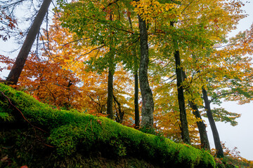 beech trees in colorful foliage. misty forest scenery. colorful foliage. nature background