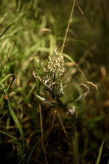 Green blades of grass in the forest