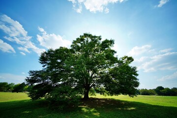 公園の大きな木
