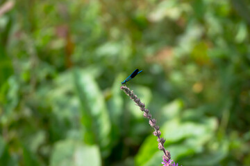Libélula con fondo verde desenfocado