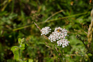 Abeja polinizando flores silvestres