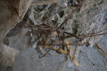 Araña de largas patas rodeada de telarañas 