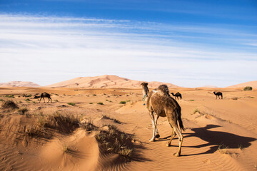 Camels in desert landscape, merzouga morocco. Wild camels in sahara. Extreme nature scene. Adventure travel destination. Traditional bedouin transportation. 