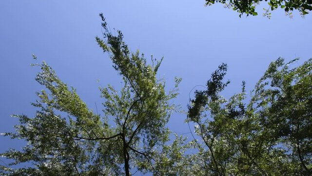 Green tree against blue sky. Low angle view under willow tree with osier branches swing by wind. Green branches and leaves of sallow. Zen-like summer forest scene