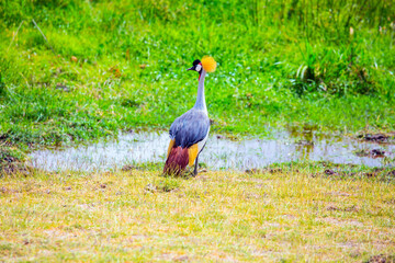 The crowned crane is an omnivorous
