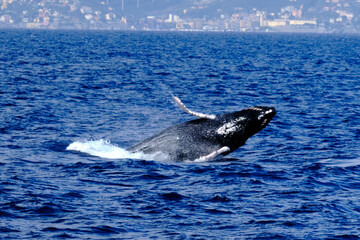 Fototapeta premium Very rare (for the Mediterranean Sea) Humpback whale jumping in Ligurian sea, in front of Genoa, Italy