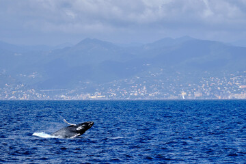 Very rare (for the Mediterranean Sea) Humpback whale jumping in Ligurian sea, in front of Genoa, Italy