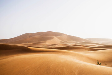 Fototapeta na wymiar sand dunes in the desert of merzouga morocco. soft evening light. High sand dunes erg chebbi african sahara landscape. Extreme travel destinations. Scenic nature locations. 