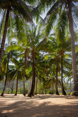 Palm trees on tropical beach. Shadows under palm trees. Idyllic resort in Asia. Exotic nature, vertical. Coconut trees on seacoast. Vacations in paradise. Sunny day in scenic lagoon, Philippines.  