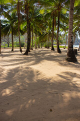 Palm trees on tropical beach. Shadows under palm trees. Idyllic resort in Asia. Exotic nature, vertical. Coconut trees on seacoast. Vacations in paradise. Sunny day in scenic lagoon, Philippines.  