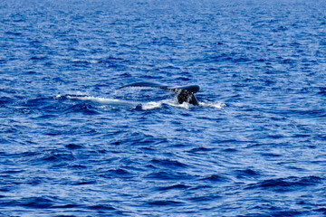 Tail of a very rare (for the Mediterranean Sea) Humpback whale jumping in Ligurian sea, in front of Genoa, Italy