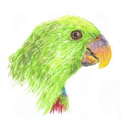 Green parrot's head, oil pastel illustration