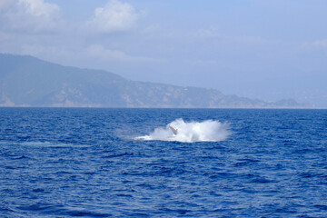Fototapeta premium Very rare (for the Mediterranean Sea) Humpback whale jumping in Ligurian sea, in front of Genoa, Italy