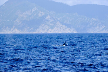 Very rare (for the Mediterranean Sea) family (mother and son) of Humpback whale in Ligurian sea, in front of Genoa, Italy	