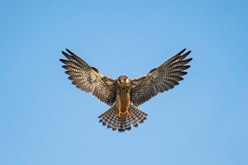 Amur Falcon 