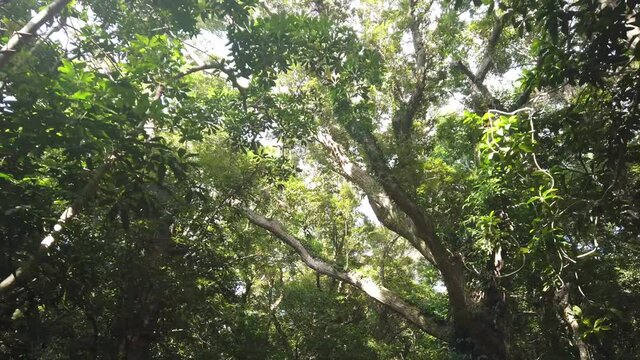 奄美群島 奄美大島 奄美自然観察の森 展望デッキ