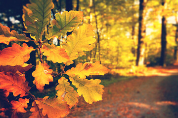 Herbstblätter am Waldweg