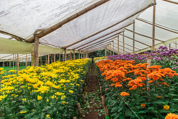 Obraz premium Greenhouse, Flowers, colombian flowers, invernadero
