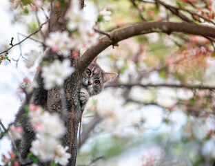 cute striped cat sitting high on the branches of a blooming rosewood Apple tree in a may Sunny garden and looks out of the trunk