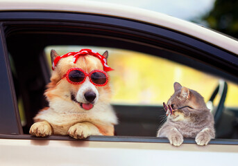 funny cat and dog in fashionable sunglasses stuck their muzzles and paws out of the car window...