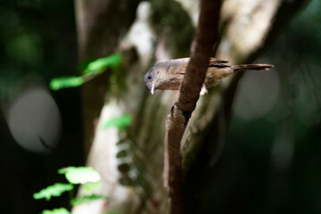 Brown - cheeked Fulvetta