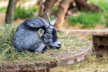 A portrait of a sleeping goat in a stable of a free range, London