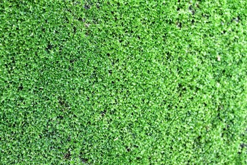 green grass background