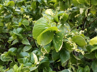 Obraz premium Beautiful plants with round, curved and green leaves